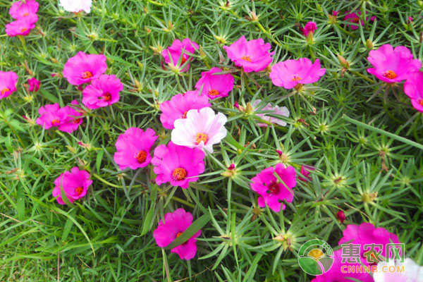 養(yǎng)殖太陽花的注意事項(xiàng)