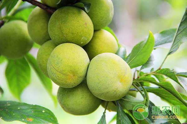 清脆李怎么種？清脆李高產(chǎn)種植技術(shù)