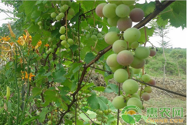 冬季果樹刮皮需要注意什么？果樹冬季刮皮技術(shù)的應用要點