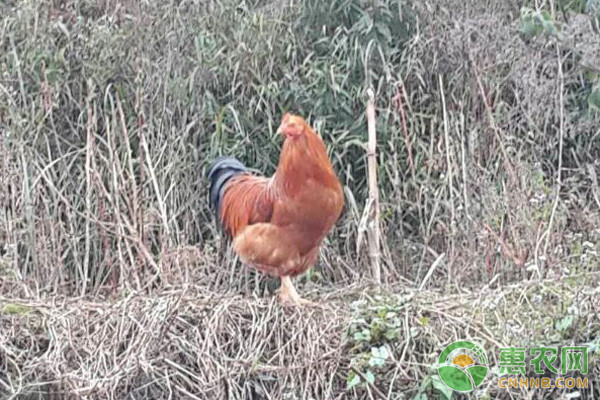 淺談益生菌在家畜肉禽上的喂養(yǎng)技術(shù)