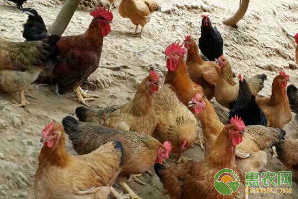 淺談益生菌在家畜肉禽上的喂養(yǎng)技術(shù)