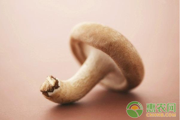 香菇L18菌株生物學(xué)特性及其栽培技術(shù)