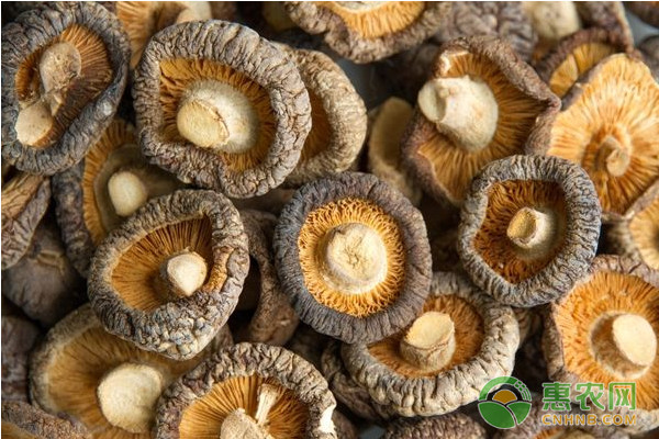 香菇L18菌株生物學(xué)特性及其栽培技術(shù)