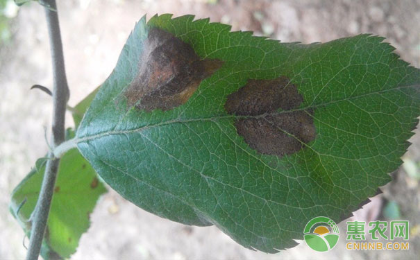 蘋果樹輪紋病