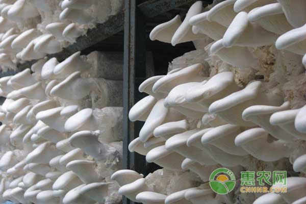 白灵菇怎么种?白灵菇实用栽培技术 白灵菇怎么种?白灵菇实用栽培技术-图片版权归惠农网所有