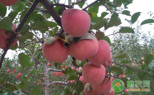 蘋果樹預(yù)防病害技巧