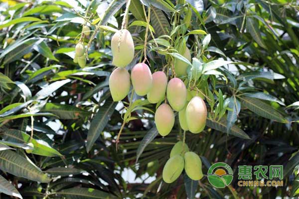 芒果怎么種才能高產(chǎn)？芒果高產(chǎn)種植管理方法