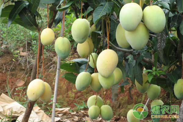 芒果怎么種才能高產(chǎn)？芒果高產(chǎn)種植管理方法