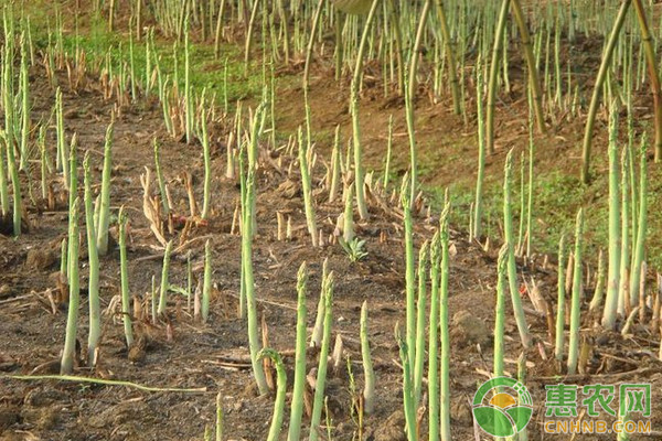 溫室綠蘆筍地下害蟲蘆筍木蠹蛾的綜合防治技術(shù)