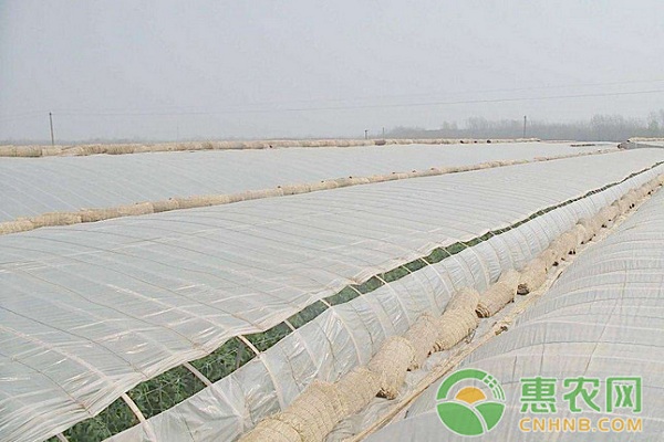 棚室蔬菜該如何應(yīng)對霧霾陰雨天氣？霧霾天氣棚室蔬菜的生產(chǎn)管理要點(diǎn)