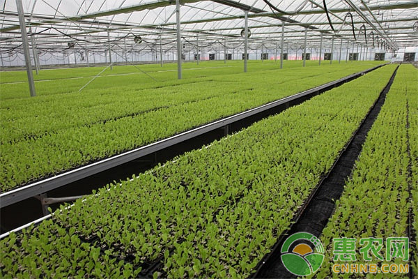 棚室蔬菜該如何應(yīng)對霧霾陰雨天氣？霧霾天氣棚室蔬菜的生產(chǎn)管理要點(diǎn)