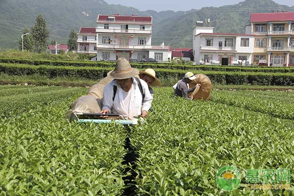 茶叶机采有哪些要求？茶叶机采机制技术