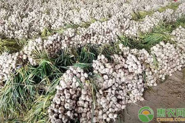 淺析大蒜高產種植管理技術