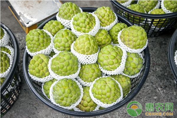 北方地區(qū)鳳梨釋迦高效種植管理技術