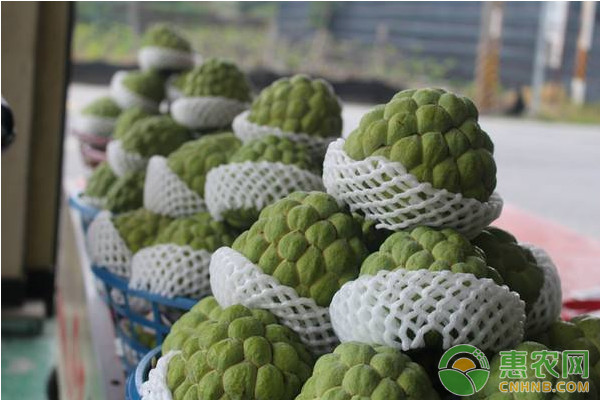 北方地區(qū)鳳梨釋迦高效種植管理技術