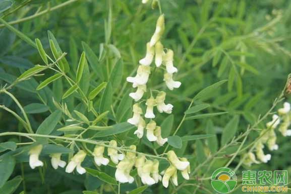 苦參怎么種？苦參種植技術(shù)及價格行情
