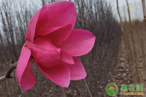紅花玉蘭怎么嫁接？紅花玉蘭嫁接方法及接后管理