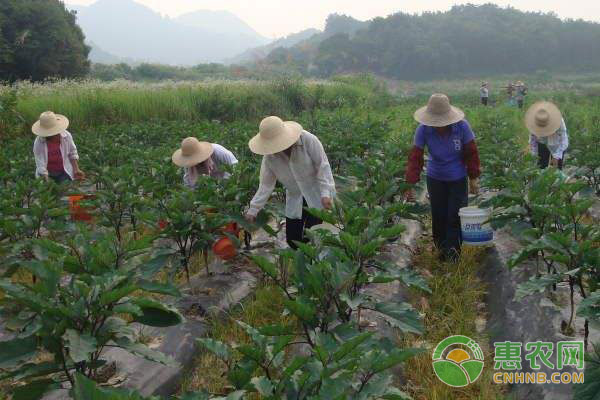 茄子種植