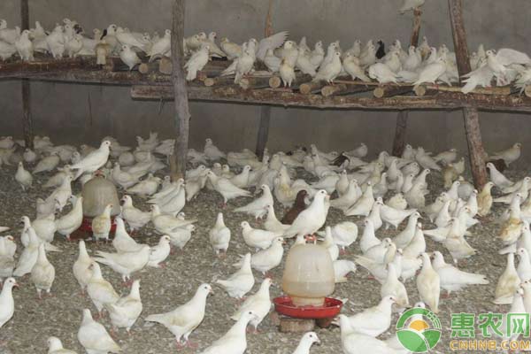 肉鴿飼養(yǎng)管理技巧：肉鴿飼料配置原則