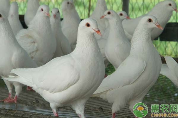 <a href='http://www.iweekee.cn/t/46204.html' class='j-href' target='_blank'><span style='color:#FF8001'>肉鴿飼養(yǎng)</span></a>管理技巧：肉鴿飼料配置原則
