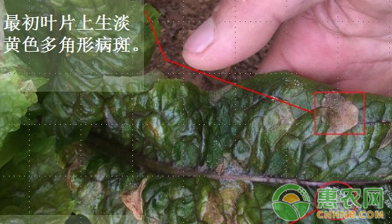 淺談萵苣三種常見病害的識別及其防治措施