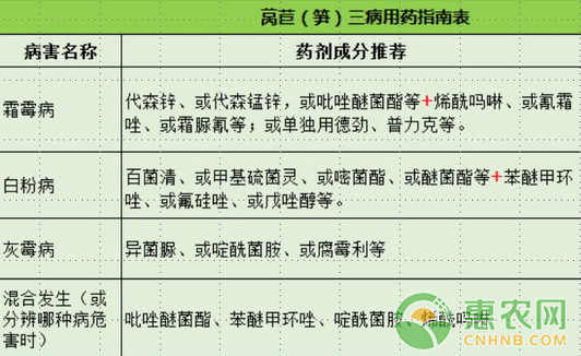 淺談萵苣三種常見病害的識別及其防治措施