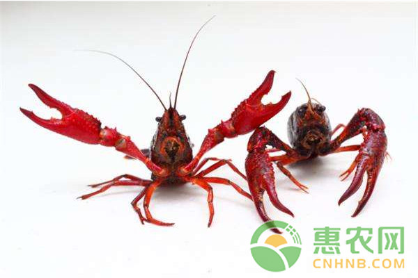 小龍蝦池塘該如何清理與消毒？小龍蝦池塘常見的幾種清塘方法