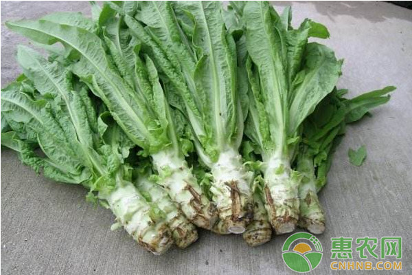 淺談萵苣三種常見病害的識別及其防治措施