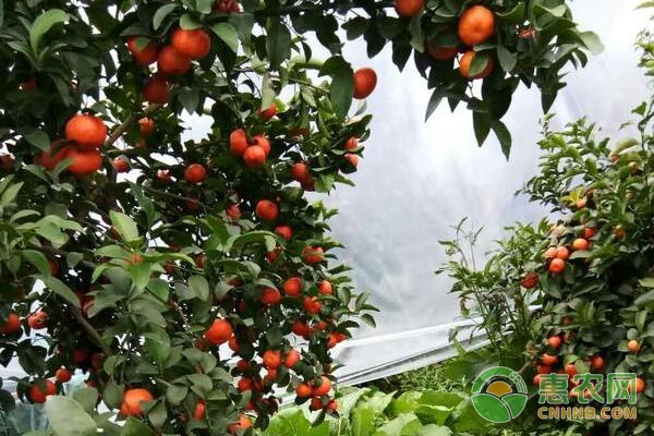 砂糖橘結果后期種植管理技術