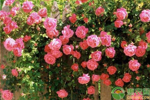 如何使用塑料桶栽培月季花？<a href='http://www.indianredcrossassam.org/t/29958.html' class='j-href' target='_blank'><span style='color:#FF8001'>月季花栽培</span></a>技術(shù)