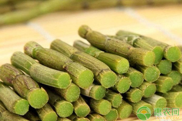 怎樣盆栽鐵皮石斛？鐵皮石斛日常養(yǎng)護(hù)技巧