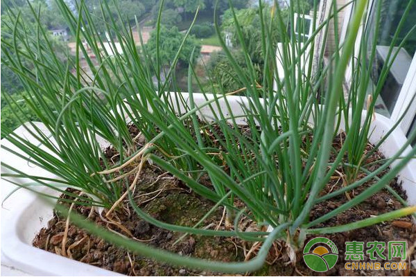 香蔥如何種植才能實(shí)現(xiàn)高產(chǎn)？香蔥高產(chǎn)種植管理技術(shù)要點(diǎn)