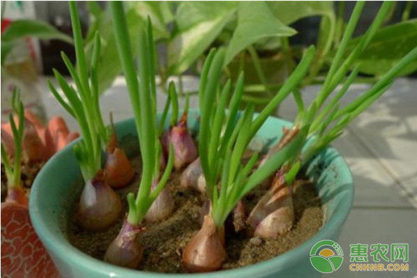 香蔥如何種植才能實(shí)現(xiàn)高產(chǎn)？香蔥高產(chǎn)種植管理技術(shù)要點(diǎn)