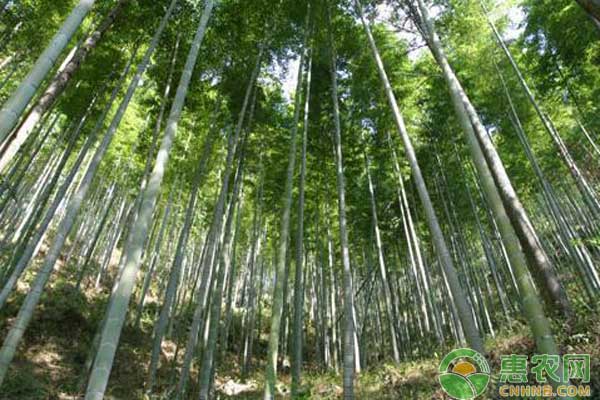 楠竹造林栽培技術(shù)