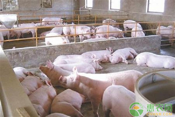 育肥豬飼養(yǎng)管理