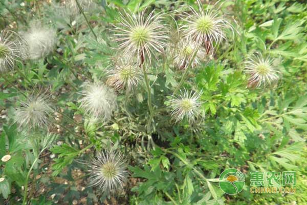藥材白頭翁栽培技術(shù)