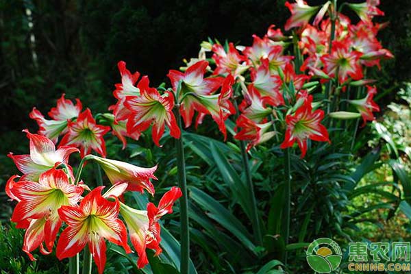 花卉養(yǎng)植：朱頂紅種植技術(shù)