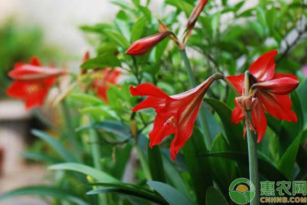 花卉養(yǎng)植：朱頂紅種植技術(shù)