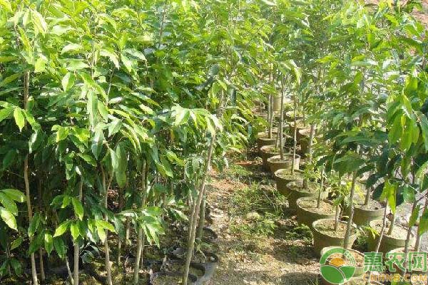 沉香人工种植技术