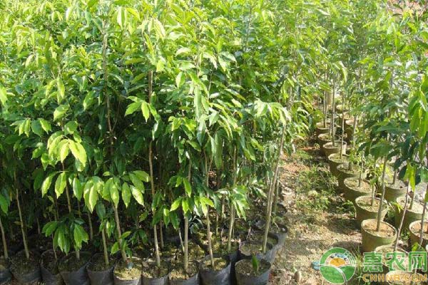 沉香人工种植技术