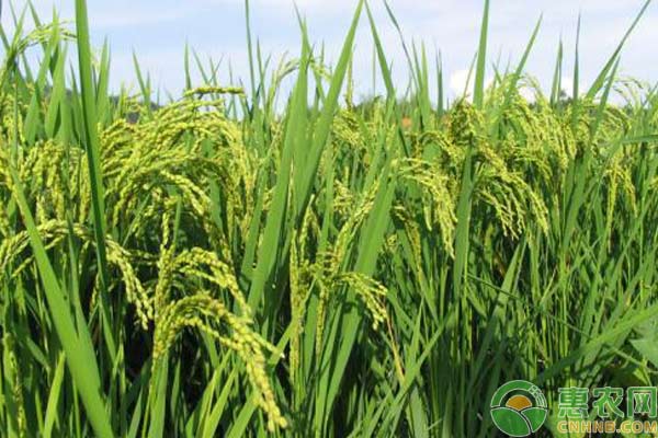 促使小麥增產(chǎn)的施肥技術(shù)