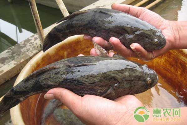小龍蝦套養(yǎng)沙塘鱧養(yǎng)殖技術(shù)