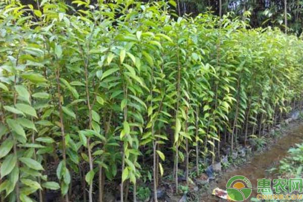 沉香人工种植技术