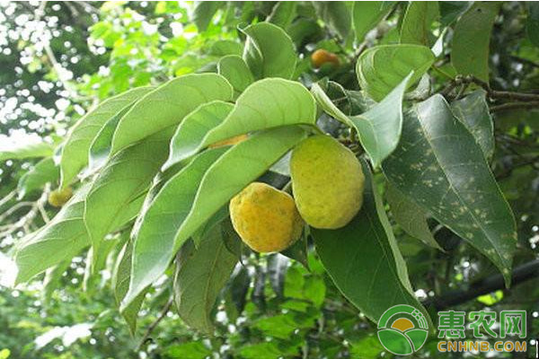 果園土壤管理怎么進(jìn)行？果園土壤管理技術(shù)要點(diǎn)