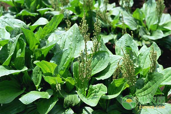 車前草怎么種植？車前草種植技術(shù)及效益分析