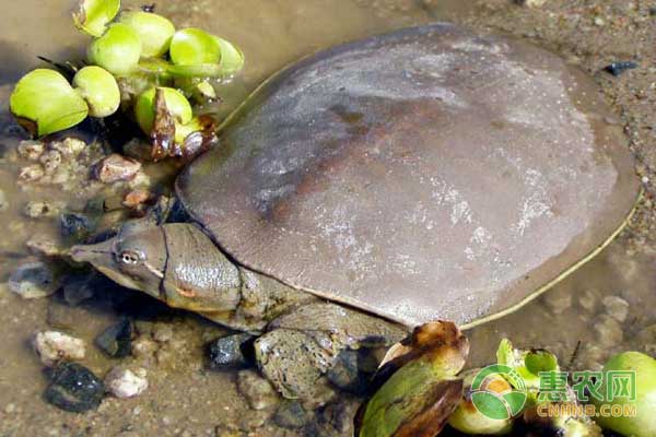 甲魚養(yǎng)殖新手必看：甲魚養(yǎng)殖周年管理技術(shù)