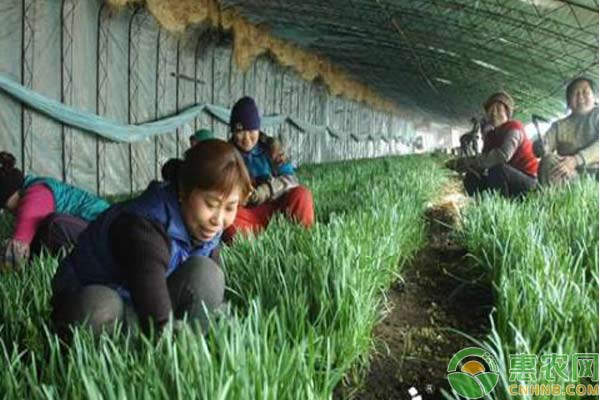 溫室大棚韭菜栽培技術(shù)介紹