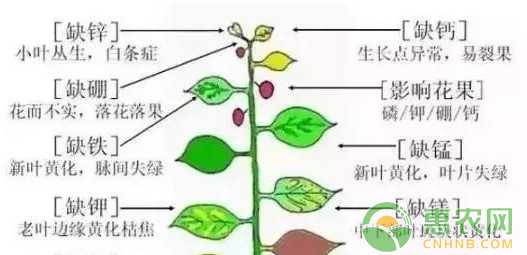 果樹什么時(shí)候施肥最好？果樹施肥的四大定律介紹