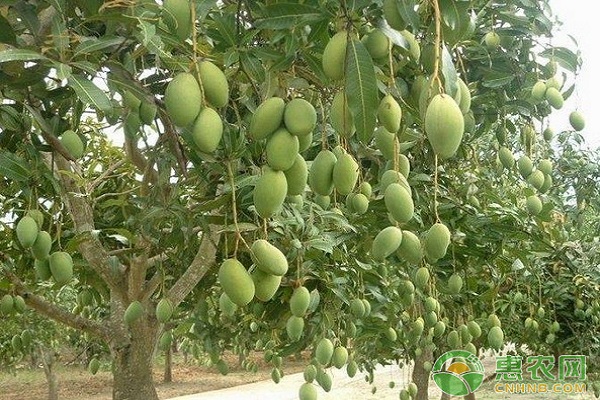 淺析廣西地區(qū)芒果低溫防寒應(yīng)對措施
