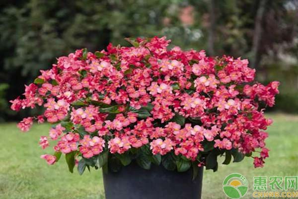 盆栽種植：鳳仙桑蓓斯種植技術(shù)
